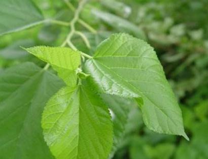 常用桑叶泡水喝,5大好处不请自来,可不要独享