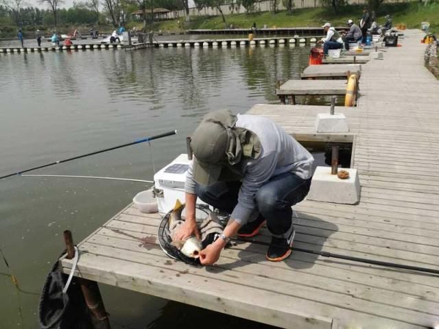 夏天钓鲫鱼用这3种饵料配方，让你一天轻松钓10斤