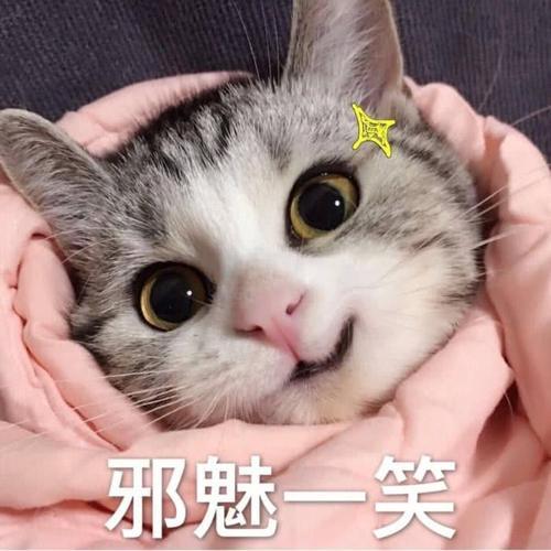 超奈斯绿色小奶猫帽子火了:你送我的图片,表情表情包尔下线晴图片