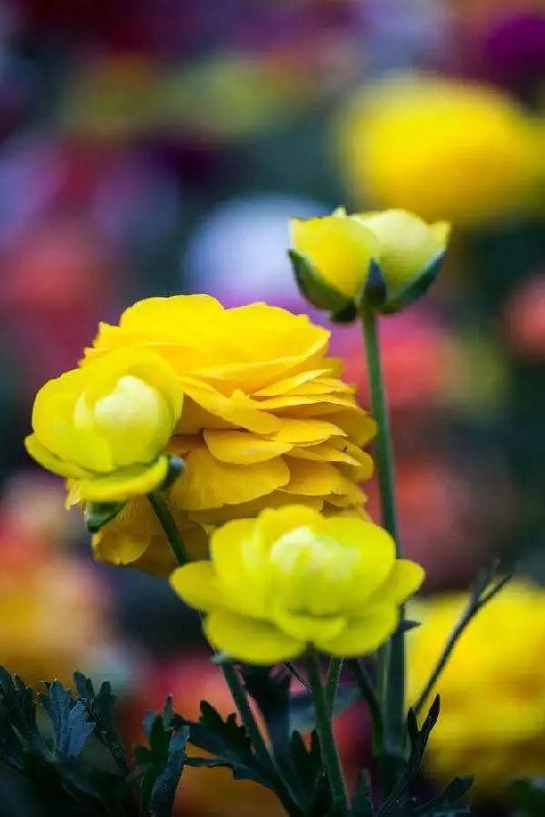 三月花开，四月花繁~京郊春花正当时｜确认过眼神，是去京郊赏花