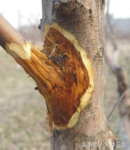 果农必看苹果树全年病虫害防治大全