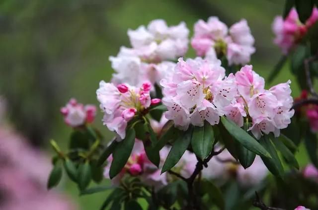 门票只要9.9！成都自驾3h，邂逅阿坝小瑞士！踏青、赏花、泡温泉