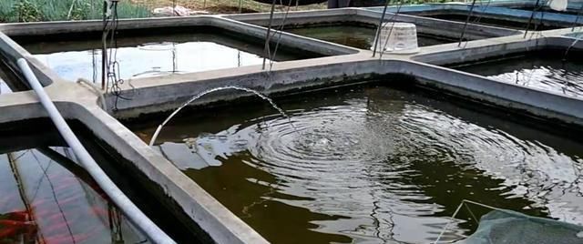 观赏鱼店里的鱼