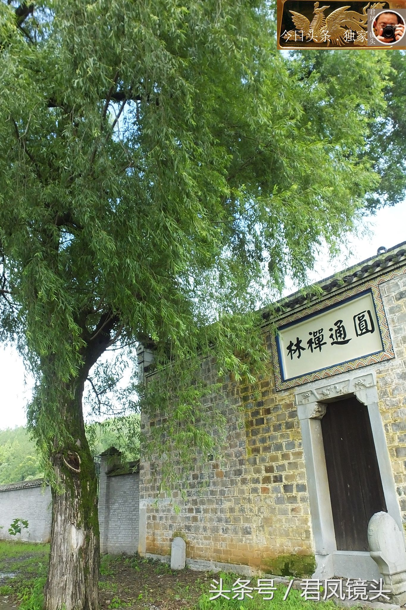 乡村趣闻:寺庙前，一棵杨柳树高约10米，树洞似菩萨的眼睛!