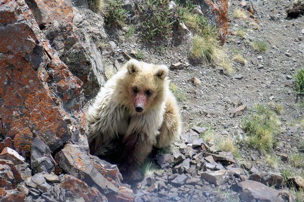 被认为已经灭绝了60年的俄罗斯赛勒古姆熊重新出没毛熊重启?