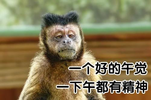 新的一周早上好动画大全,早晨图片动态花木兰1表情表情图片