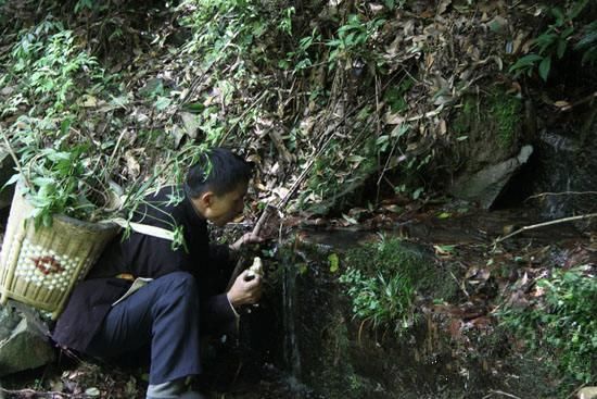 村民上山看见奇特紫花，挖地三尺一看，是千年婴孩何首乌