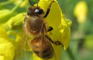蜜蜂蛰了如何快速消肿