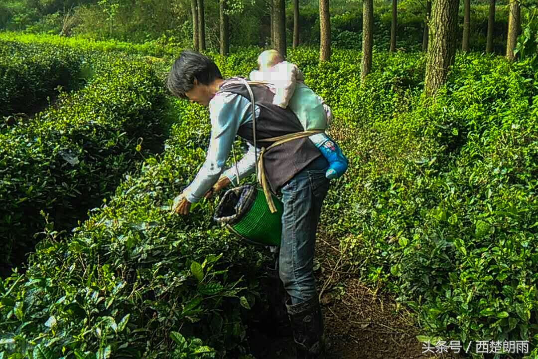 神母瘤男童又患白血病世界罕见 干苦力背娃采茶全家搏命救孩子