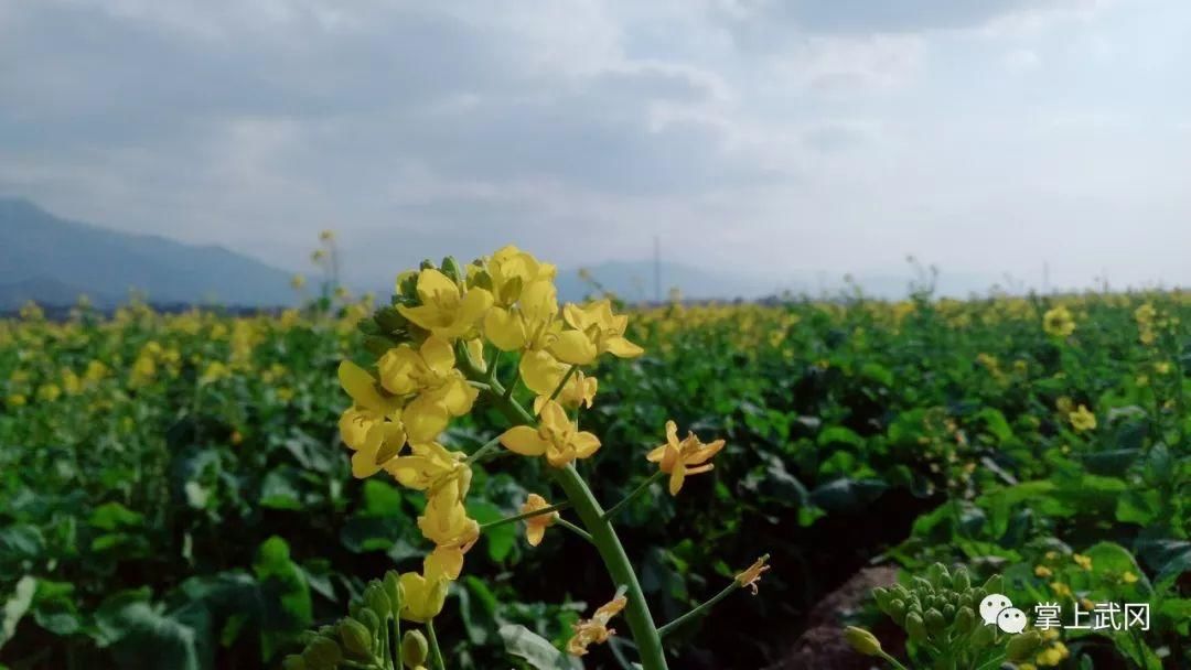 武冈万亩油菜花春节前提前开放，即将迎来赏花潮！约吗~