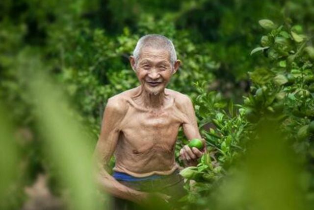 85岁农村老大爷独居农村，一人管10亩果园，身体健康！