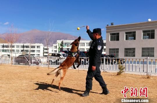 忠诚守护雪域高原的“警犬汪”