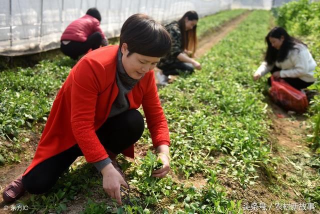 打工，不是农村人唯一选择 野菜也能发家致富