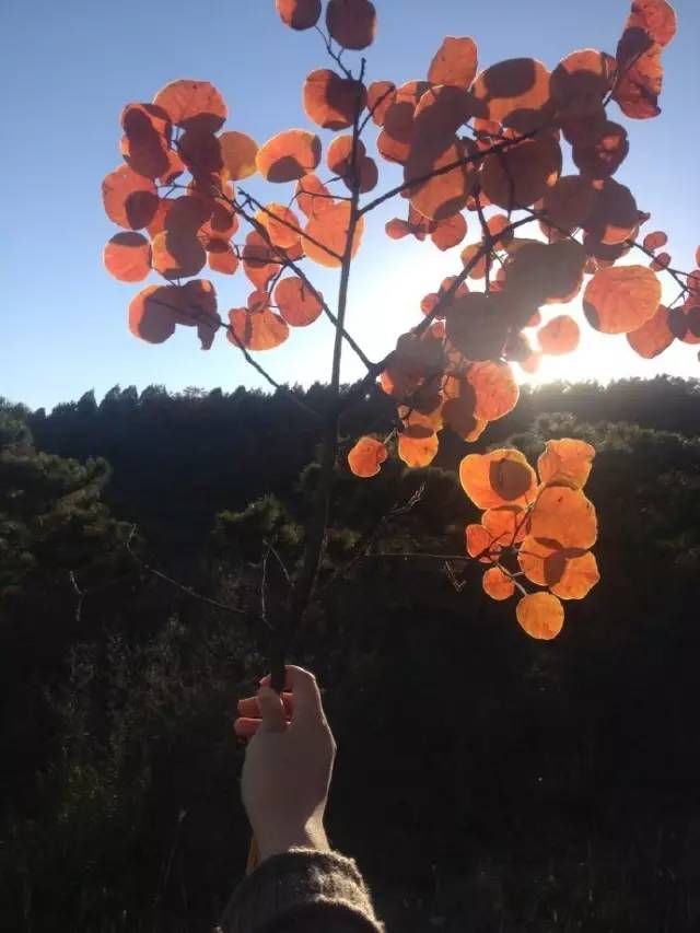 结婚买不起房，这对夫妻在北京找了一个院子，过上何炅、黄磊都向