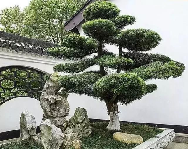 农村的庭院稍作装饰便可赏心悦目，最适合庭院种植的吉祥植物