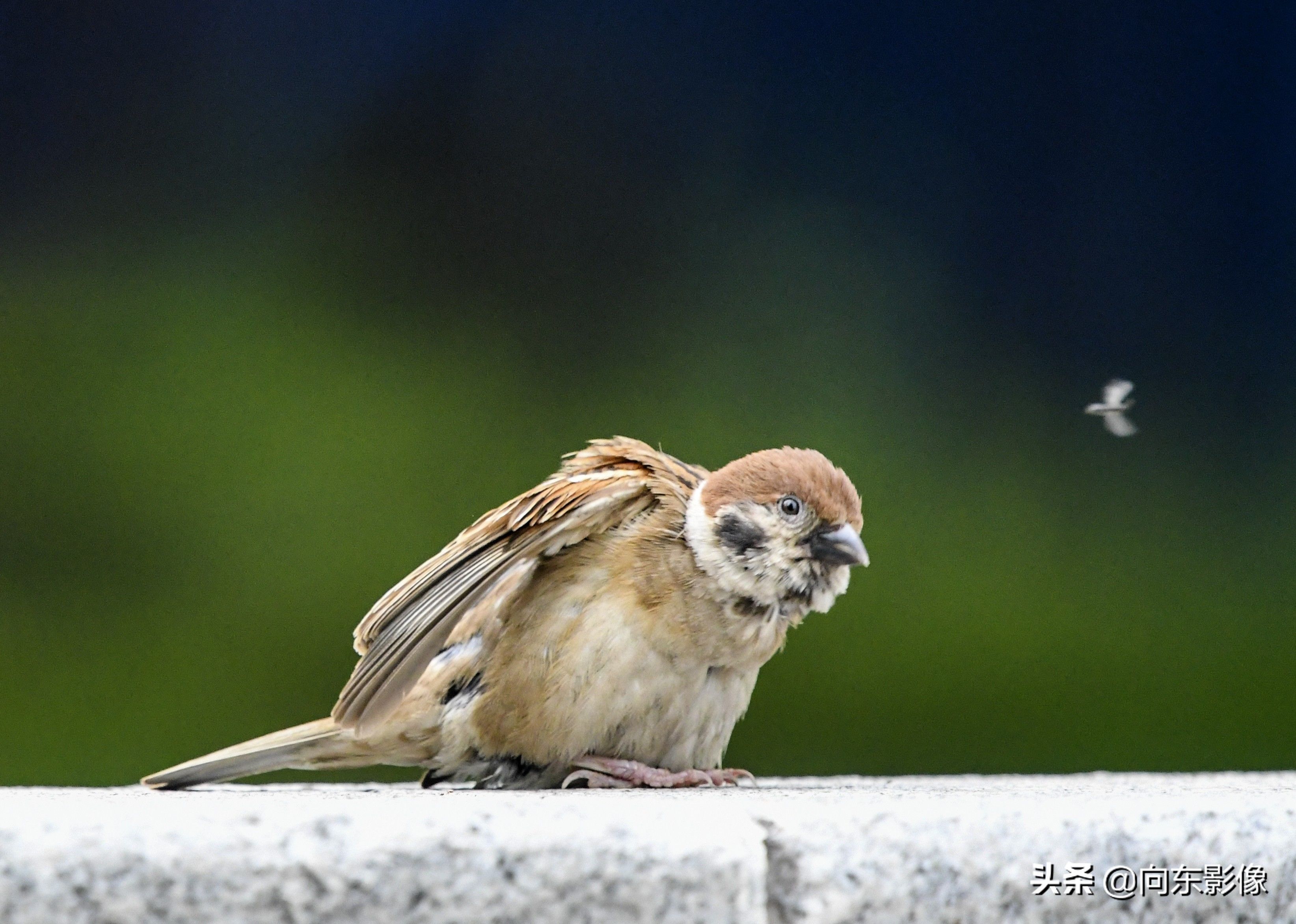 麻雀怎么睡觉 t01e8cc66b0250bfdca.jpg