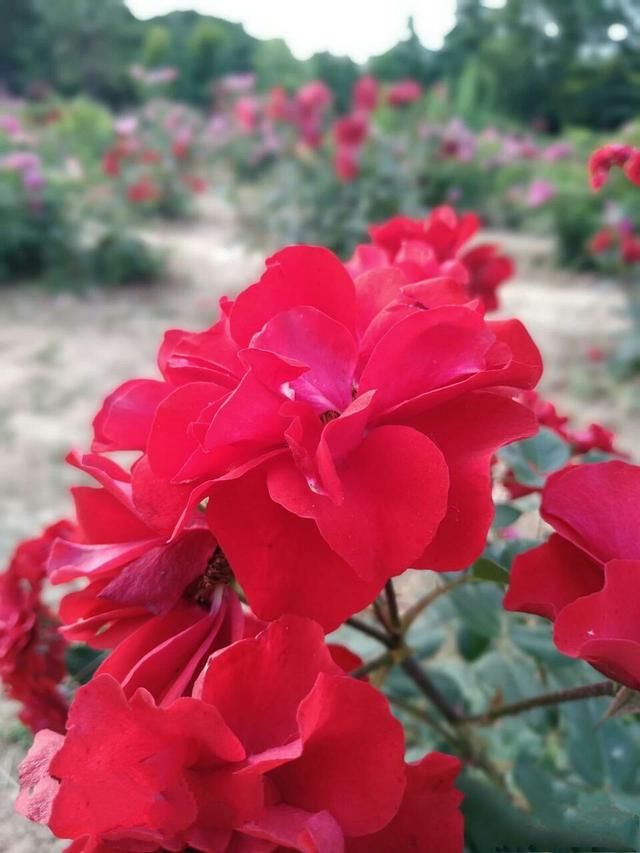 雨后开出最新的花儿，从初春一直开到秋末，花期无限花开不败