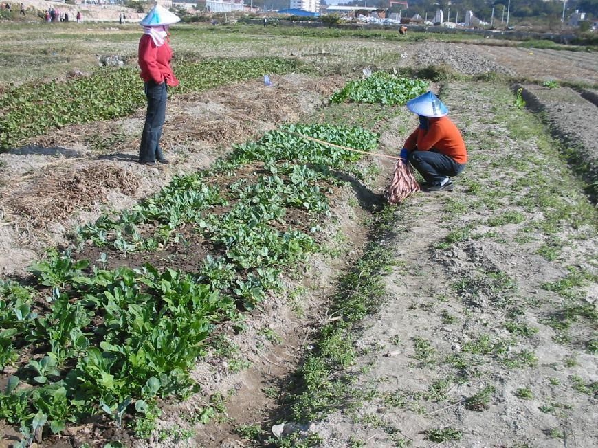 非农户口的承包地不能确权将收回?非农户口承