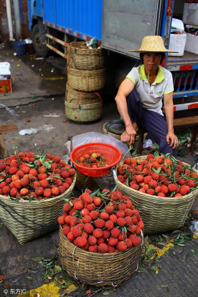 惨！荔枝价格一路暴跌，农民担心连农药价格都收不回……