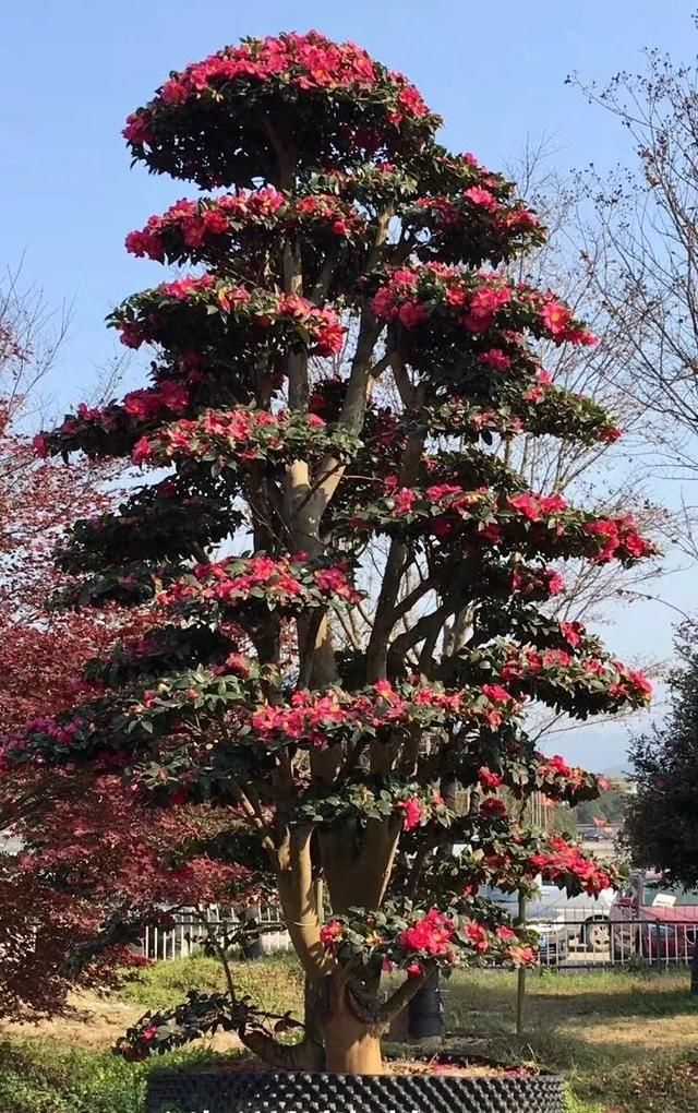 有钱任性！土豪们最爱选的庭院树，你选对了吗？