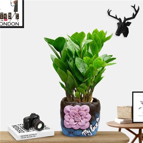 金钱树的浇水技巧,叶子肥厚绿油油!