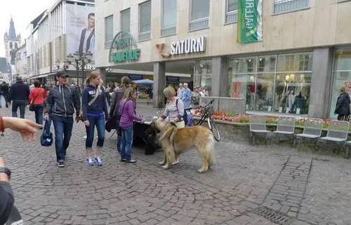 国家关于小区养狗规定