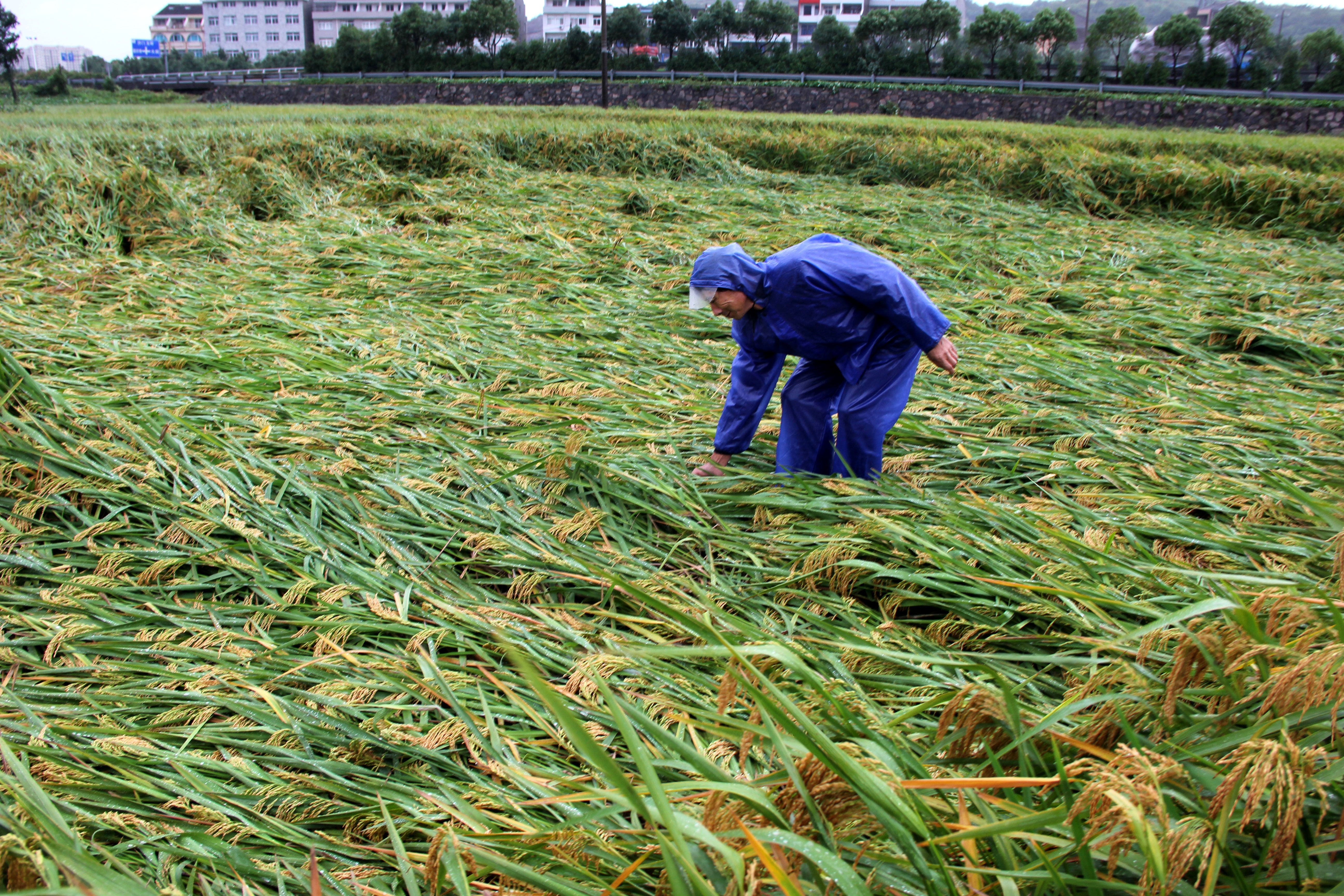 台风 卡努 发威致浙江温岭农田水稻大面积倒伏