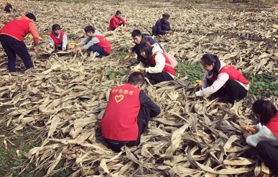 山西农业大学信息学院学生帮空巢老人收割玉米