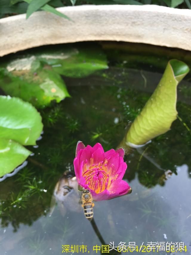 游览深圳美景《洪湖公园》