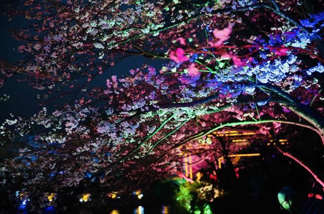 太湖鼋头渚夜赏樱花游园会:一场视觉与听觉的“饕餮盛宴”