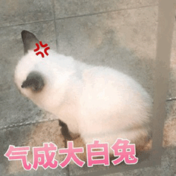 表情包|我就是一只小猫咪,还萌萌的那种,你能拿我怎么 (250x250)