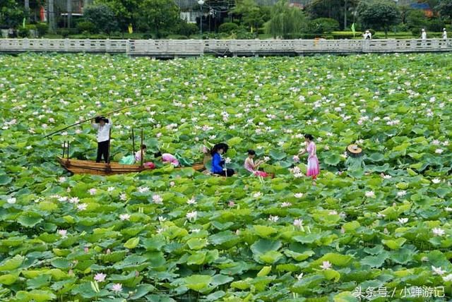 这个周末六一陪孩子来东莞-桥头 莲湖公园，看三百亩荷花开的正艳