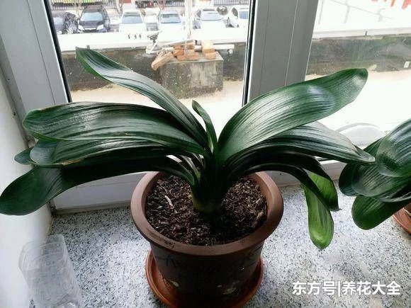 被花友吐槽最难养的3种花,你养过没?生无可恋有没有! - 武汉老徐 - 武汉老徐的博客 被花友吐槽最难养的3种花,你养过没?生无可恋有没有! - 武汉老徐 - 武汉老徐的博客