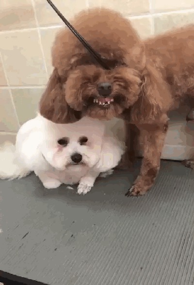 白狗在宠物店剪毛,泰迪护在白狗身前,泰迪:不许