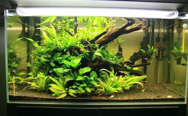 10种鱼缸造景风格分析-水草缸