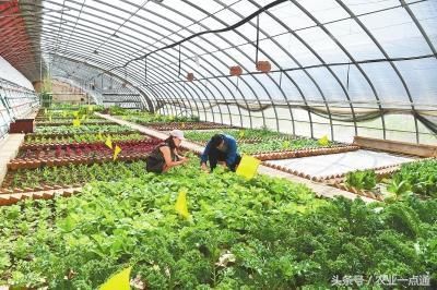 大棚种植你不知道的，根系和地温的关系？
