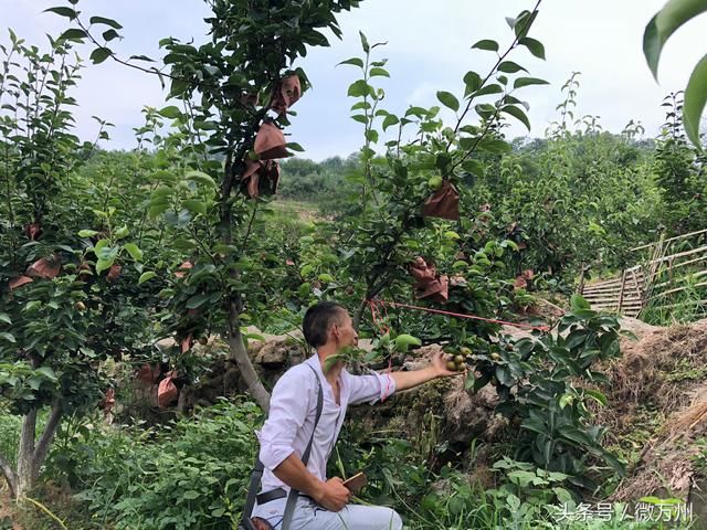 万州创业故事：一棵梨树结出三种梨子