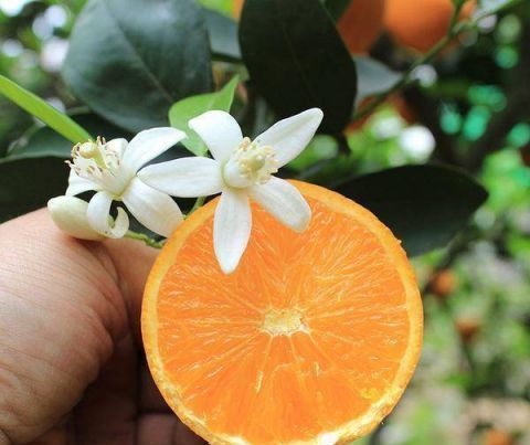 冬天买什么水果吃