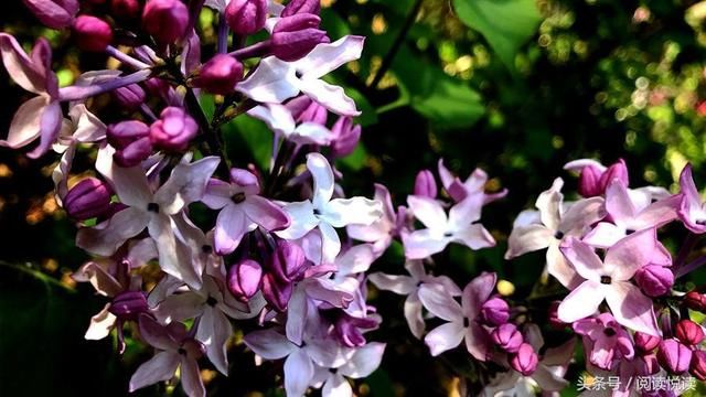 呼和浩特丁香花轰然盛开