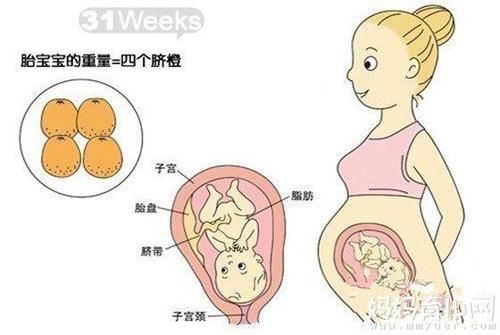 怀孕8个月胎儿发育图片 29-32周胎儿发育详图