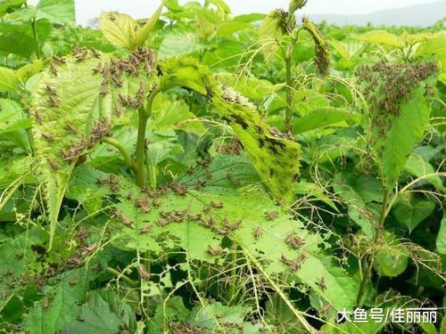 为什么古代闹蝗灾的时候, 老百姓们宁可吃树皮