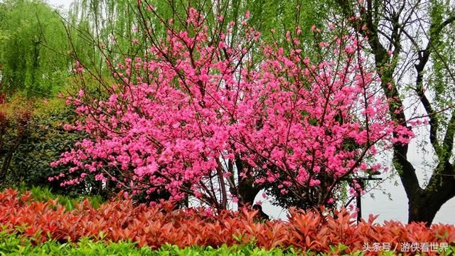 武汉漫行:东湖沿湖路走走