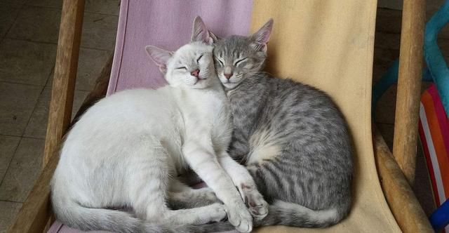 这两只小奶猫生动展示了当男朋友睡着了,而你