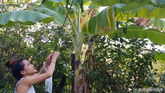 如何分辨香蕉叶是否有蛀虫?缅甸美女上演捉虫