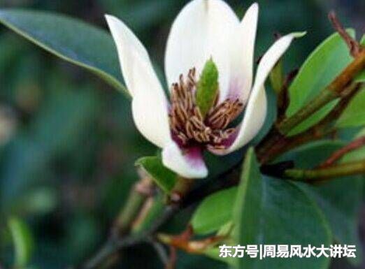 初六,初七,初八三大生肖上班,好兆头,开门见喜,喜财迎家!