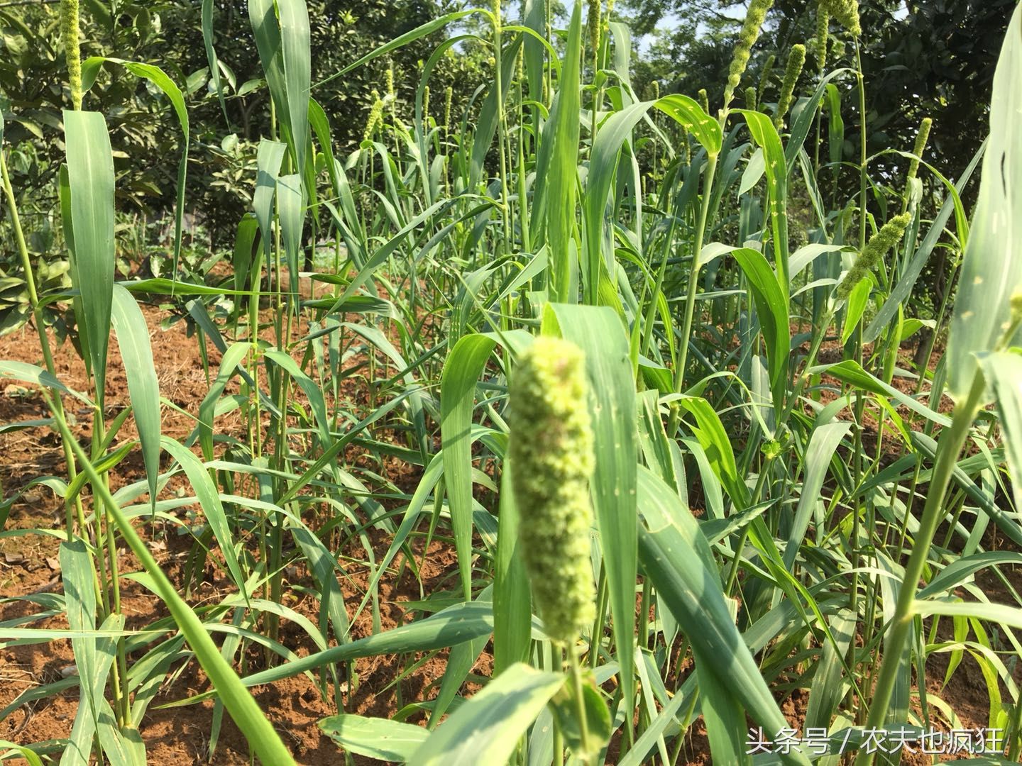 农村大山里遇见一种古老粮食，十多年没见过了，你认识吗?