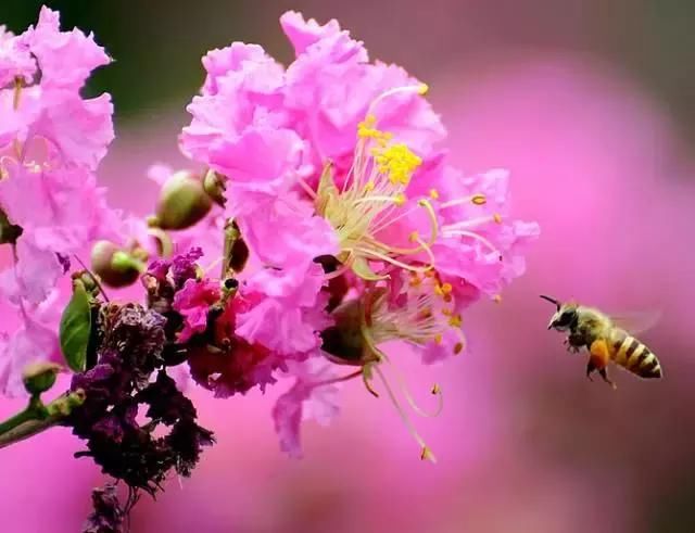 发财中国年：2018年重庆赏花时间表出炉，你全年都有花看