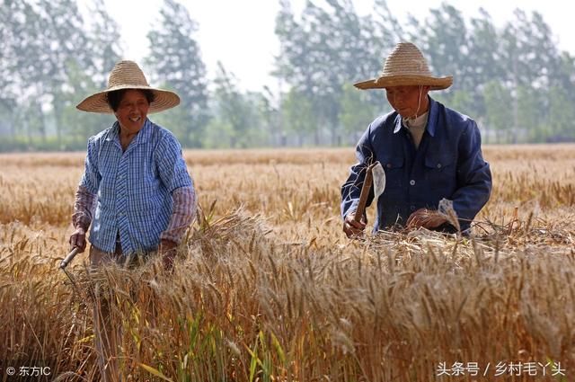 为什么越来越多的城里人要跑到农村当农民？