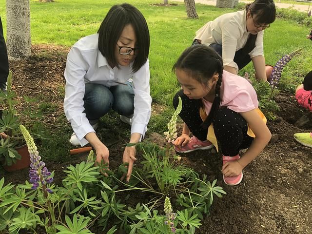 “五一”假期玉渊潭公园首邀亲子家庭栽植鲁冰花