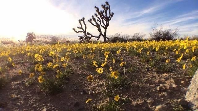 你没想到的，加州春季最美的景点，居然免费！